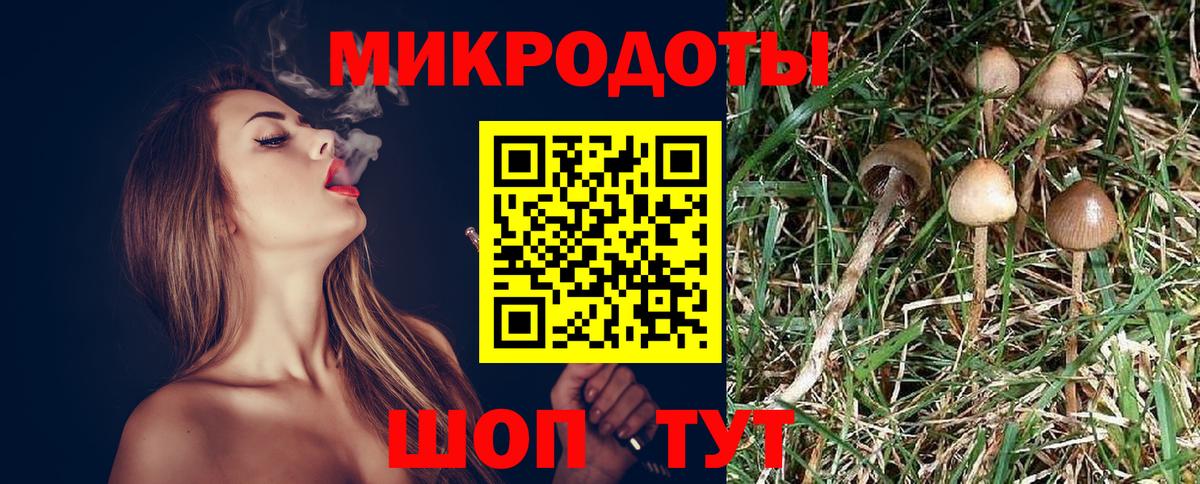 Псилоцибиновые грибы Psilocybine cubensis Луховицы